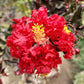 35 RED CREPE MYRTLE Lagerstroemia Indica Flowering Shrub Bush Small Tree Seeds