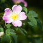 15 Pink WOOD'S ROSE Bush Mountain Rose Rosa Woodsii Fragrant Flower Seeds