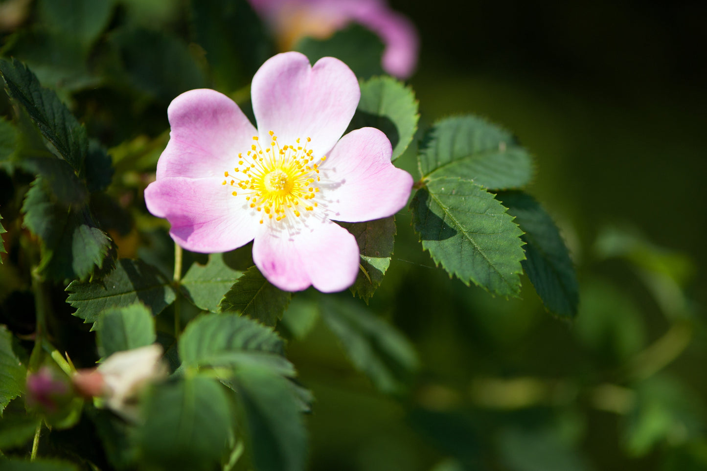 15 Pink WOOD'S ROSE Bush Mountain Rose Rosa Woodsii Fragrant Flower Seeds