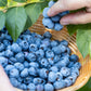 50 Northern HIGHBUSH BLUEBERRY BUSH Vaccinium Fruit Shrub Blue Berry White Flower Seeds