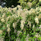 100 White OCEANSPRAY Shrub Creambush Mountain Spray Holodiscus Flower Seeds