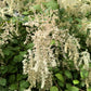 100 White OCEANSPRAY Shrub Creambush Mountain Spray Holodiscus Flower Seeds