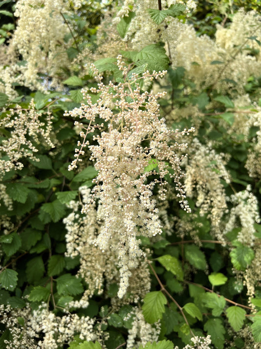 100 White OCEANSPRAY Shrub Creambush Mountain Spray Holodiscus Flower Seeds