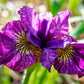 20 MIXED SIBERIAN IRIS Sibirica Iris Bicolor Blue Red White Yellow Purple Siberian Flag Flower Seeds