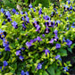 10 KAUAI MIX TORENIA Fournieri Sun or Shade Wishbone Flower Seeds - Mixed Colors 2 Tone Blue Red Pink