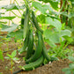 30 ENGLISH CUCUMBER Cucumis Sativus Burpless Fruit Vegetable Seeds