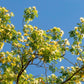 20 WOMAN'S TONGUE TREE White Mimosa Nectar Flower Albizia Lebbeck Legume Seeds