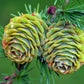 25 JAPANESE LARCH TREE Conifer Pine Cones Bonsai Larix Kaempferi Seeds