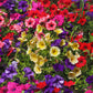250 MIXED COLORS PETUNIA Flower Seeds