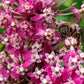 20 CINDERELLA MILKWEED Asclepias Incarnata Flower Seeds