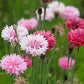 750 Red BACHELOR'S BUTTON / CORNFLOWER Centaurea Cyanus Flower Seeds