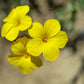 500 Organic GOLDEN FLAX Yellow Linseed Common Linum Flavum Flower Seeds