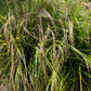 50 PHEASANT TAILS GRASS Feather Reed New Zealand Wind Stipa Arundinacea syn Anemanthele Lessoniana Ornamental Grass Seeds