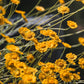 500 Yellow DESERT MARIGOLD Baileya Multiradiata Showy Drought Paper Daisy Flower Herb Seeds