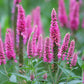 50 Mixed Colors VERONICA SIGHTSEEING MIXTURE (Spike Speedwell) Veronica Spicata Flower Seeds