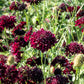 50 FINEST MIXED Colors SCABIOSA (Mourning Bride / Pin Cushion) Scabiosa Atropurpurea Flower Seeds