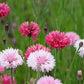 750 Pink BACHELOR'S BUTTON / CORNFLOWER Centaurea Cyanus Flower Seeds