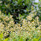 15 DWARF SACRED BAMBOO Heavenly Nandina Domestica Nana Pink Red Sun Shade Shrub Seeds