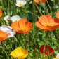 2500 ICELAND POPPY MIX Papaver Nudicaule Mixed Colors Flower Seeds