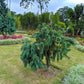30 Kashmir WEEPING CYPRESS TREE Cupressus Cashmeriana Blue Evergreen Seeds