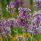 250 ALLIUM NODDING ONION Allium Cernuum Flower Seeds