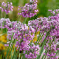 250 ALLIUM NODDING ONION Allium Cernuum Flower Seeds