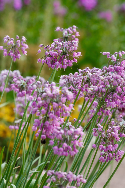 250 ALLIUM NODDING ONION Allium Cernuum Flower Seeds