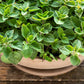 500 GREEK OREGANO Italian / Winter Marjoram Origanum Vulgare Hirtum Herb Seeds