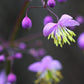 5 CHINESE MEADOW RUE Pink Yunnan Thalictrum Dipterocarpum Delavayi Flower Seeds