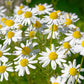1000 GERMAN CHAMOMILE Matricaria Recutita Chamomilla Herb Flower Seeds