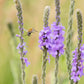 500 Purple HOARY VERVAIN Verbena Stricta Flower Seeds