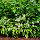 10 RAMSONS / WILD Bear GARLIC Allium Ursinum Vegetable Herb White Flower Seeds