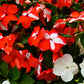 10 DWARF RED STAR IMPATIENS Walleriana Red & White Shade Flower Seeds