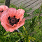 100 Princess Victoria Louise ORIENTAL POPPY Papaver Orientale Flower Seeds