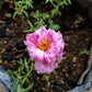 40 Sundial PEPPERMINT PORTULACA Grandiflora Moss Rose Pink Streaked Succulent Flower Seeds