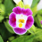 10 KAUAI MIX TORENIA Fournieri Sun or Shade Wishbone Flower Seeds - Mixed Colors 2 Tone Blue Red Pink