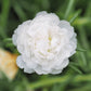 100 White PORTULACA Grandiflora / MOSS ROSE Succulent Flower Seeds