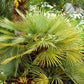 5 MEDITERRANEAN FAN PALM European Dwarf Tree Shrub Chamaerops Humilis Seeds