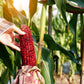 35 BLOODY BUTCHER Red CORN Edible & Ornamental Heirloom Zea Mays Vegetable Seeds
