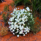 250 WHITE Pale EVENING PRIMROSE (White Buttercup / Sundrops) Oenothera Pallida Flower Seeds
