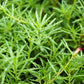40 Sundial PEPPERMINT PORTULACA Grandiflora Moss Rose Pink Streaked Succulent Flower Seeds