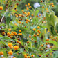 10 ORANGE BALL TREE / Golden Butterfly Bush Buddleja Globosa Shrub Flower Seeds