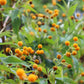 10 ORANGE BALL TREE / Golden Butterfly Bush Buddleja Globosa Shrub Flower Seeds