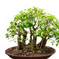 30 FICUS TREE (Bodhi Tree / Sacred Fig / Bo Tree / Pipal) Ficus Religiosa Seeds