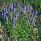 250 JAPANESE CATNIP Herb Purple Flower Jing Jie Schizonepeta Tenuifolia Seeds