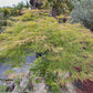 10 Upright GREEN LACELEAF MAPLE Japanese Seiryu Acer Palmatum Dissectum Viridis Tree Seeds