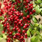 15 DWARF SACRED BAMBOO Heavenly Nandina Domestica Nana Pink Red Sun Shade Shrub Seeds
