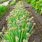 300 Evergreen NEBUKA BUNCHING ONION Japanese Allium Fistulosum Vegetable Seeds