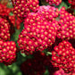 600 RED YARROW Achillea Millefolium Rubra Flower Seeds
