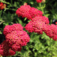 600 RED YARROW Achillea Millefolium Rubra Flower Seeds